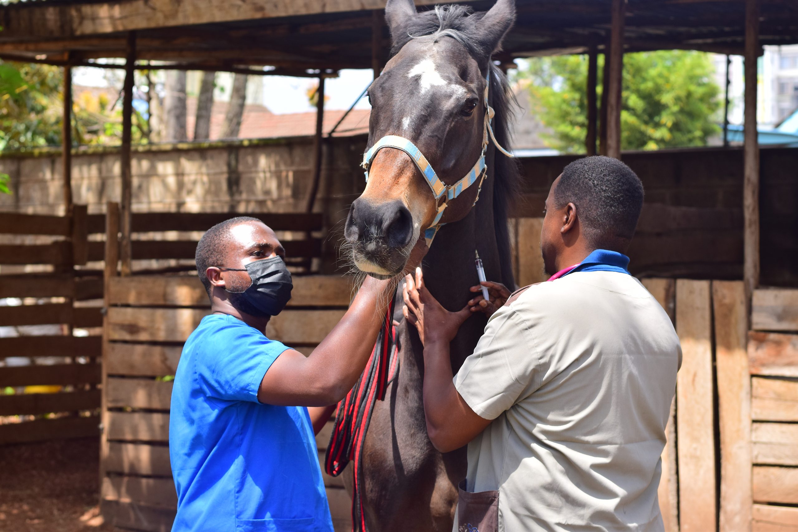 Occurrence, treatment protocols, and outcomes of colic in horses within Nairobi County, Kenya