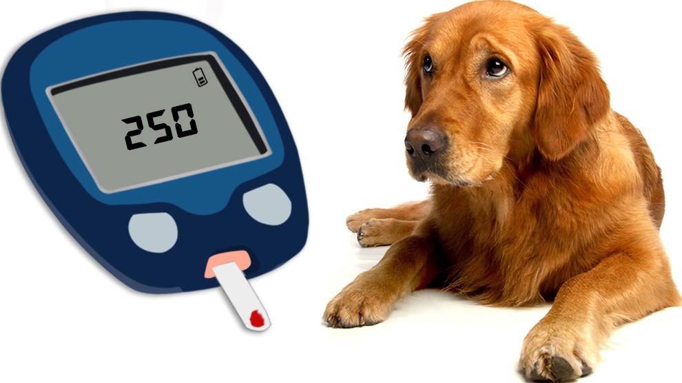 Diabetes in Dogs