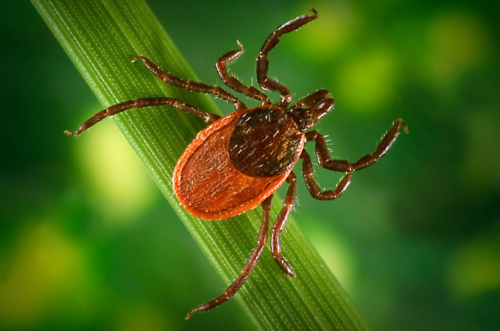 Blacklegged tick (Ixodes pacificus) on a leaf, carrier of the Lyme disease, 2005. Image courtesy Centers for Disease Control (CDC) / James Gathany, William L. Nicholson. (Photo by Smith Collection/Gado/Getty Images)