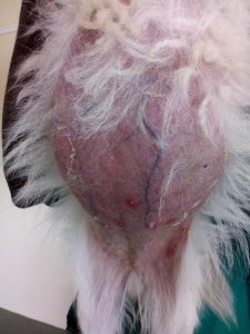 Hyperadrenocorticism or Cushing’s disease in Dogs.