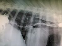 Megaesophagus