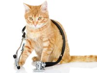 Recommendations for new cat owners