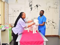 Recommended guidelines for vaccinations in Dogs and Cats.