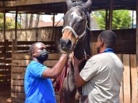 Occurrence, treatment protocols, and outcomes of colic in horses within Nairobi County, Kenya