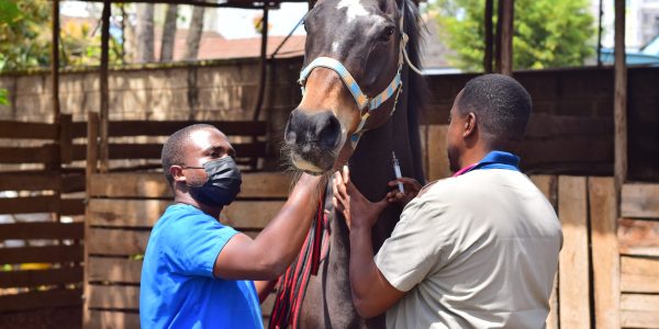 Occurrence, treatment protocols, and outcomes of colic in horses within Nairobi County, Kenya