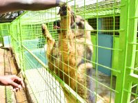 Understanding why your dog is aggressive
