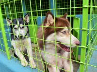 Bladder stones in dogs and cats