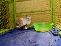 Feline Leukemia virus (FeLV)