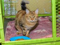 Toxoplasmosis in Cats