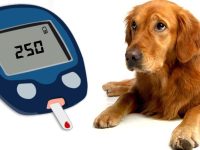 Diabetes in Dogs