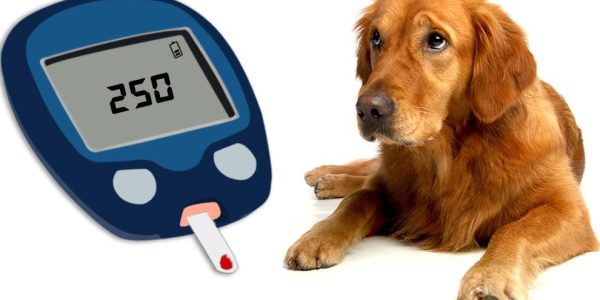 Diabetes in Dogs