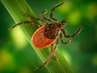 Blacklegged tick (Ixodes pacificus) on a leaf, carrier of the Lyme disease, 2005. Image courtesy Centers for Disease Control (CDC) / James Gathany, William L. Nicholson. (Photo by Smith Collection/Gado/Getty Images)