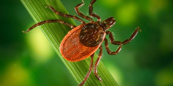 Blacklegged tick (Ixodes pacificus) on a leaf, carrier of the Lyme disease, 2005. Image courtesy Centers for Disease Control (CDC) / James Gathany, William L. Nicholson. (Photo by Smith Collection/Gado/Getty Images)