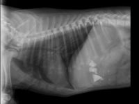 Pica in Dogs